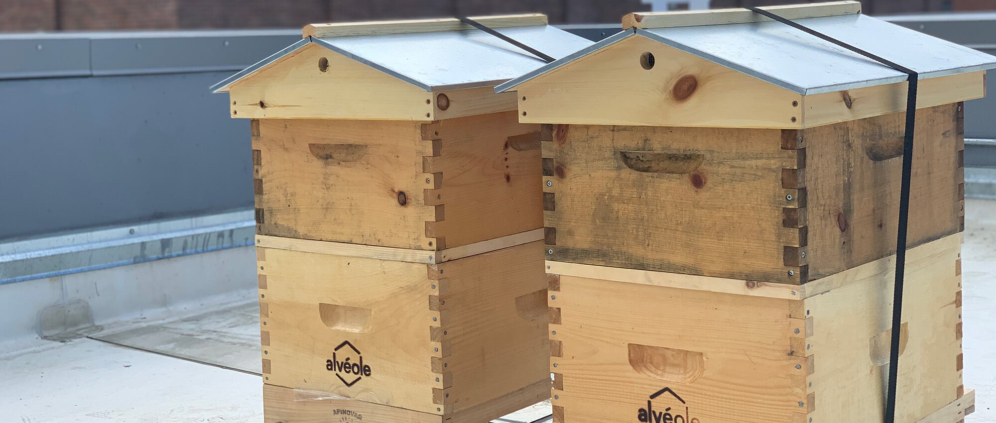 The Beehives present on the roof of Adaptive's Seattle HQ